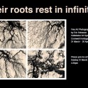 Hullabaloo Art Space - 'Their Roots Rest in Infinity' by Eric Schusser.