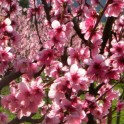 Central Otago Art Society - Blossom Festival Art Exhibition 2016