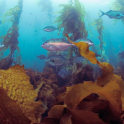 Become Giants: Seaweed, scientists, and survival.