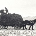 Reel Life In Rural New Zealand - Bannockburn