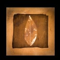 Arboretum, a Portrait of Trees - Annemarie Hope Cross