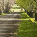 Blossom Festival - Garden Tours.