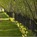 Blossom Festival  - Garden Tour, Gardeners Market and Demonstrations.