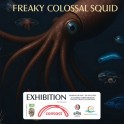 Central Stories Museum and Art Gallery - Colossal Squid: Freaky Features!  Te Ngū Tipua: Ngā Wāhanga Weriweri!