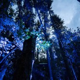 LUMA Enchanted: A Whimsical Sensory Night Walk 2025 (Queenstown)