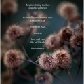 The Boatshed Cafe - Matthew Hawke