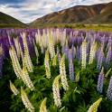 Lupins near the Ahuriri Valley