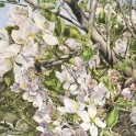 Apple blossom and Bumblebee - Watercolour (2353x1682)