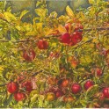 Apples and Ladybirds - Watercolour (2364x1773)