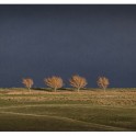 Trees at Wedderburn - Fine Art Photographic Print
