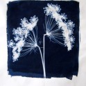 Ammi majus - Cyanotype (150x150mm)